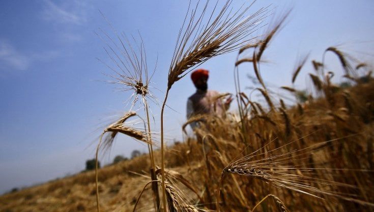 L'India blocca l'export, alta tensione sui prezzi del grano. "Sale il rischio per la sicurezza alimentare"