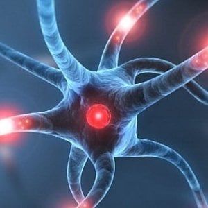 Trovato nel cervello 'l'archivista' della memoria
