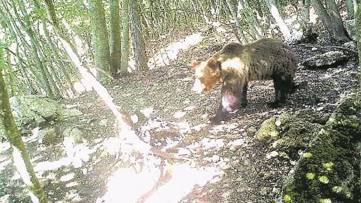 Il giallo dell’orso M49: tutti i dubbi sulla fuga impossibile