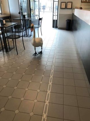 Luino, riaprono i locali e al bar entra anche un cigno