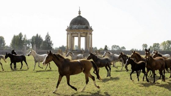 Dalla Camorra alla rinascita: la Reggia di Carditello torna a essere una fattoria (reale)