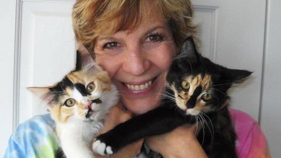 Grecia, l'isola di Syros ha trovato un'accarezzatrice di gatti. Ma c'è un'altra posizione aperta 