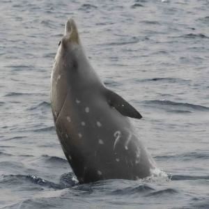 Un rarissimo cetaceo catturato e liberato in Pakistan
