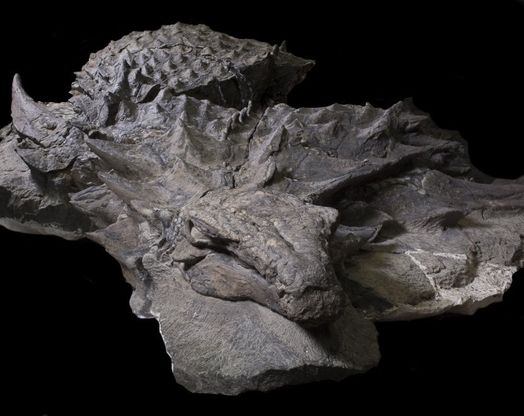 Quel dinosauro corazzato è la 'Monna Lisa' dei fossili