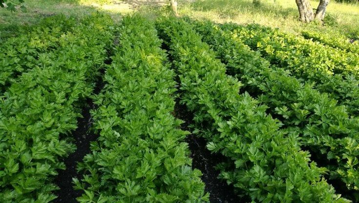 In difesa del sedano di Gesualdo, nuovo Presidio Slow Food