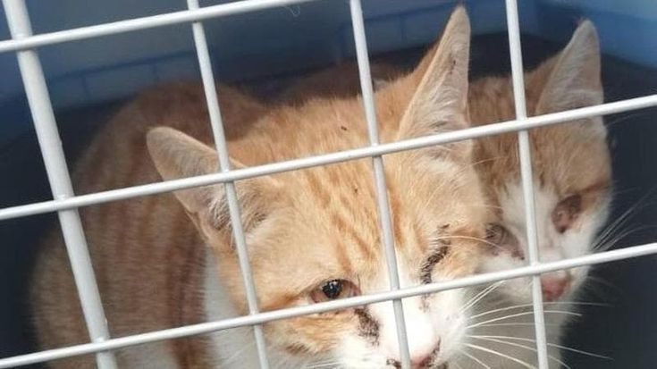 Strage di gatti a Torre del Greco, ordinanza avvisa i proprietari: “Rischio altre esche avvelenate”
