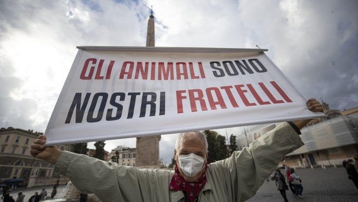 Roma, cinghiali uccisi all’Aurelio: aperta un'inchiesta