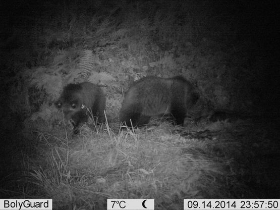 Ecco i cuccioli di Daniza, ora vivono separati