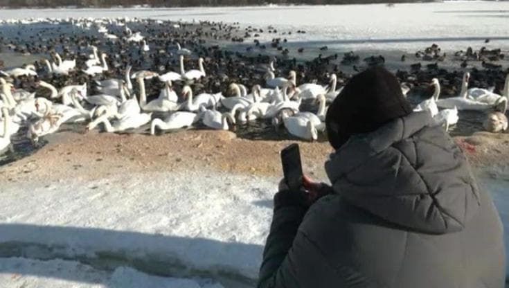 Kiev, mai così tanti cigni nel fiume ghiacciato. "Non migrano più a causa del clima"