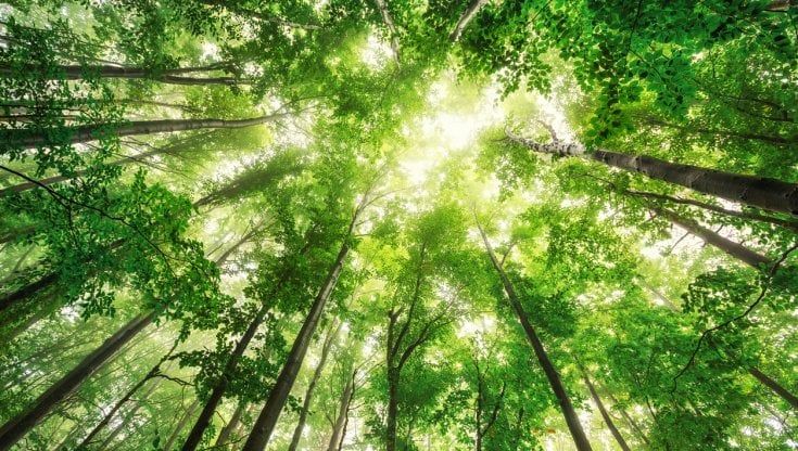 Investimenti verdi: nasce una nuova tassonomia basata sulla scienza