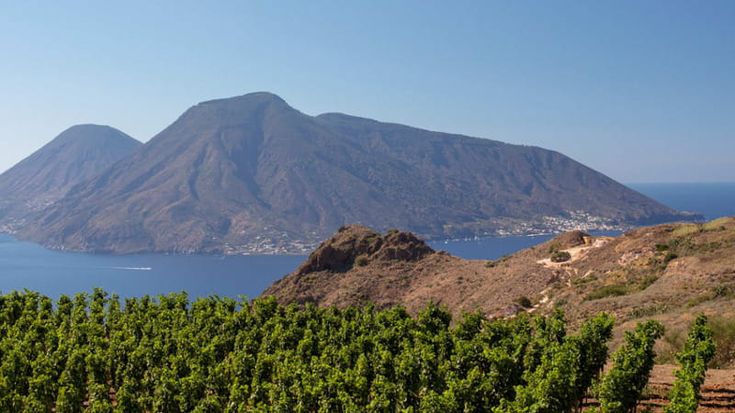 Lentsch (Tenuta Castellaro): “I vini no alcol? Una moda che non avrà seguito”