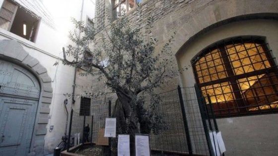 Firenze, tranciato l’ulivo di via dei Georgofili che ricorda le vittime dell'attentato