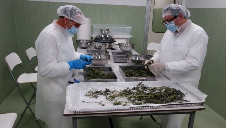 La corsa alla cannabis terapeutica e per produrla ora arrivano i privati 