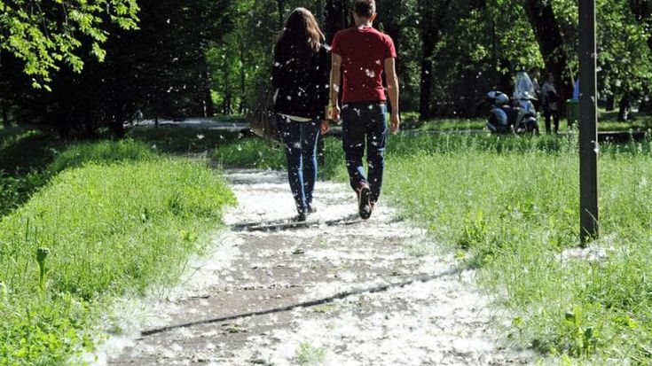 Erba, ambrosia e platani: a Milano in aumento le allergie da pollini. I consigli dell’esperto