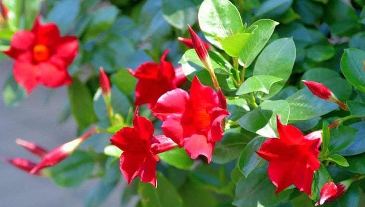 Mandevilla: coltivazione, cura e fioritura della rampicante tropicale