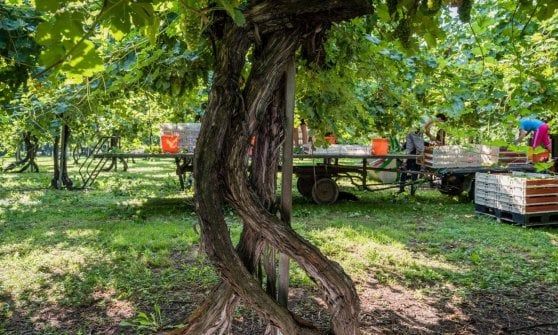 Il vino imbottiglia la memoria di un territorio