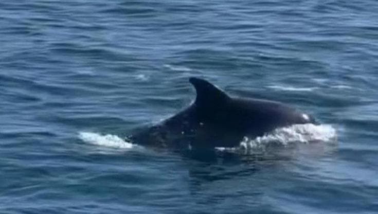 Un guardiano tech per salvare balene e delfini