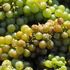 Il vino bianco si afferma nel mondo, Italia leader