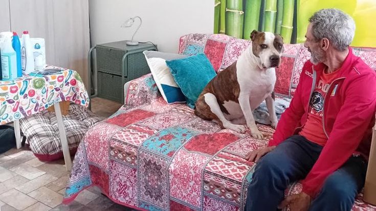 Giovanni e il suo cane Joy lasciano la strada: ora vivono insieme in una casa di Progetto Arca