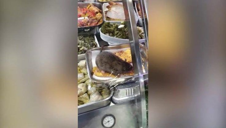 Roma, l'invasione dei topi. Asl: "Con il caldo la situazione può solo peggiorare"