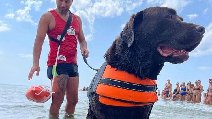 Billo, il cane bagnino di Pane e pomodoro, va in pensione dopo 8 anni: “Ora sarà coccolato a casa dalla sua famiglia”