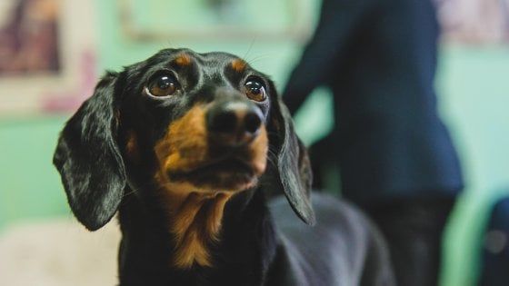 Bergamo, la padrona finisce in ospedale e il suo cane vaga impaurito per strada