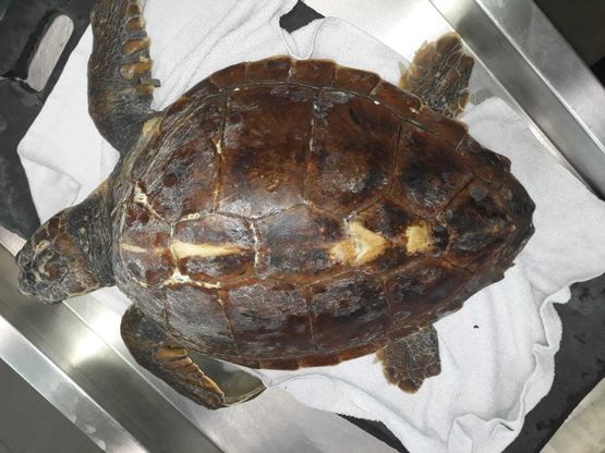 Ischia, tartaruga intrappolata nella plastica: il diportista si tuffa e la salva