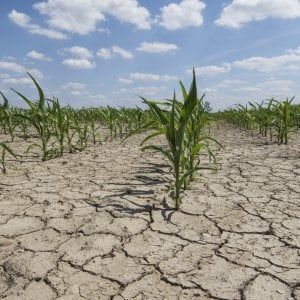 Siccità, in Piemonte danni agricoli per oltre 185 milioni: la Regione chiede aiuto al Ministero