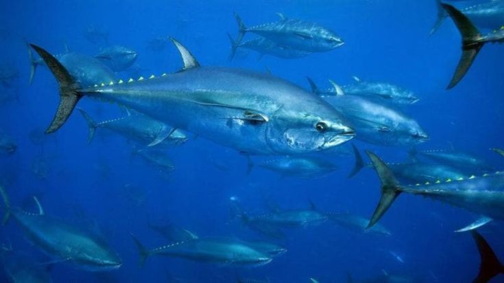 Dieci anni di Msc in Italia: il bilancio (guardando al futuro) di un decennio di pesca sostenibile
