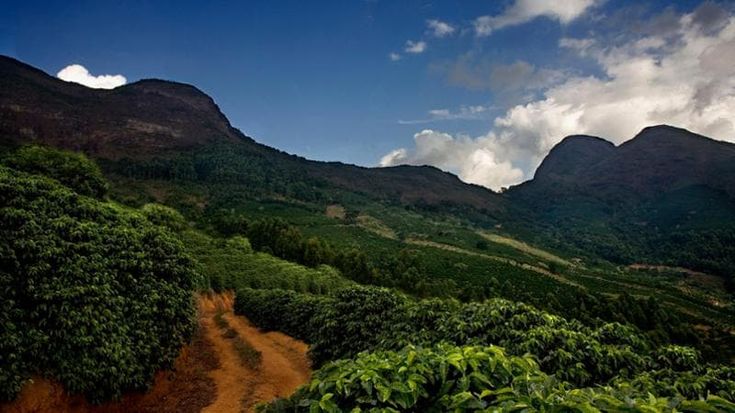 Illycaffè punta sull’agricoltura rigenerativa