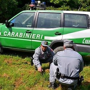 Blitz di Pasqua su allevamenti abusivi, controllati 13mila ovini e caprini
