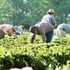 Il lato oscuro dell’agricoltura: i braccianti “sfruttati a tempo indeterminato”