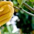 I limoni che non ti aspetti, dal rosso di Calabria alla “mano di Buddha”