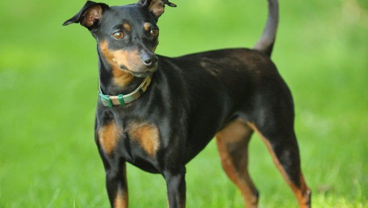 Pinscher ucciso da due pitbull a Diecimo, vicino Borgo a Mozzano