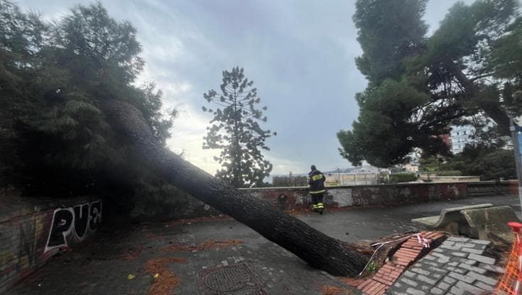 Maltempo, crolla un pino in corso Vittorio Emanuele a Napoli: chiusa via del Parco Margherita