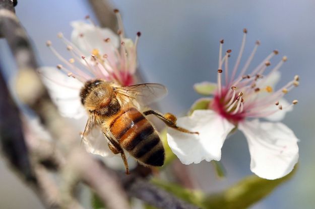 L'esplosione della primavera<br />Riuscite a sentirne il profumo?