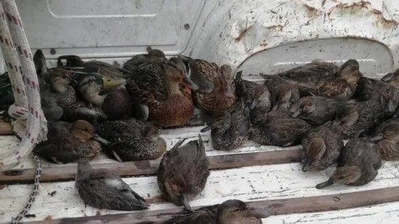 Morti oltre 1300 uccelli acquatici nel Ravennate, inchiesta in Procura