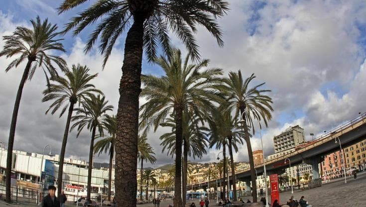 Porto Antico, un progetto con lo studio Piano per la sostituzione delle palme