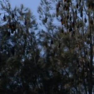 Batemans Bay, la città invasa dai pipistrelli