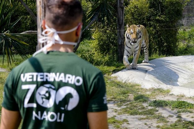 Coronavirus, veterinari in aiuto degli animali dello zoo di Napoli