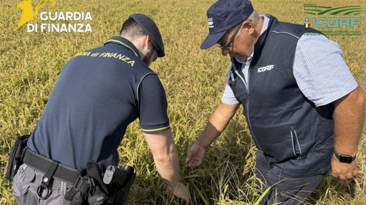 Lomellina, falso riso “bio” con sostanze vietate: frode da 10 milioni nei guai 14 imprenditori