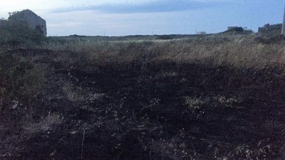 Brindisi, incendio doloso nell'oasi di Torre Guaceto: distrutti due ettari di riserva naturale