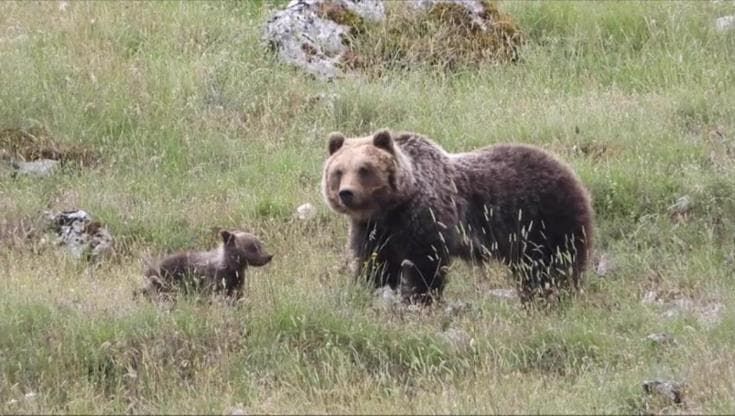 Diverso e meno aggressivo: l’identikit dell’orso bruno marsicano
