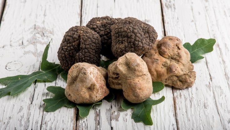 Un tartufo è per sempre (e ogni stagione ha il suo)