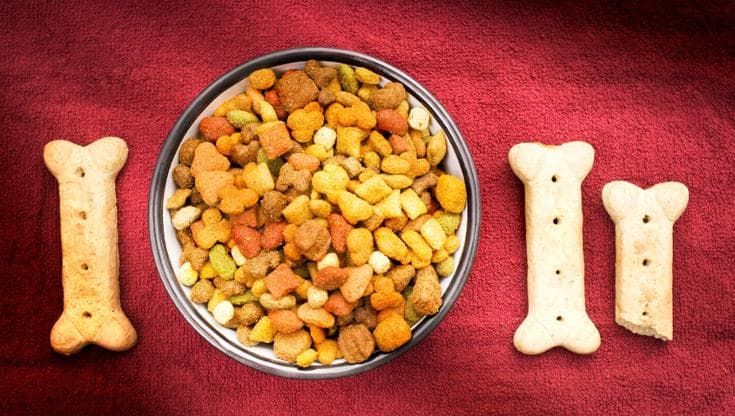 Cani e gatti, tra i cibi del futuro ci sono le crocchette sperimentali con proteine non animali