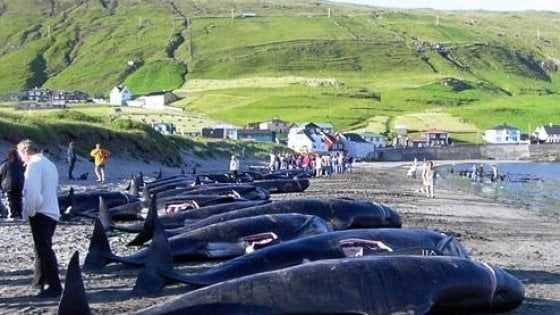Niente da fare: nuovo no a un Santuario delle balene nell'Atlantico
