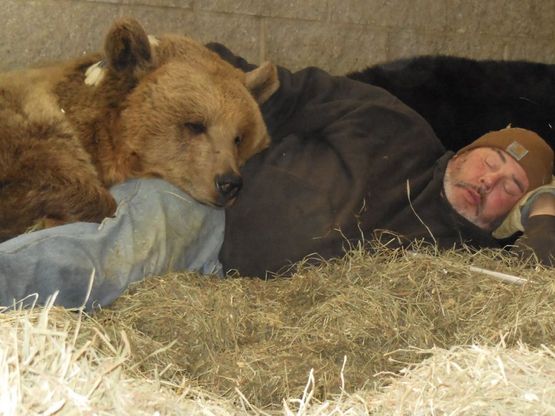 New York, relazioni speciali: l'uomo che dorme in mezzo agli orsi