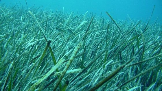 I segreti della 'Foresta amazzonica'' del Mediterraneo