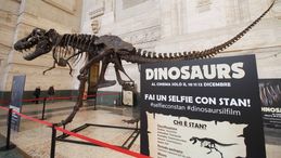 Stan, a Milano il più grande tirannosauro del mondo