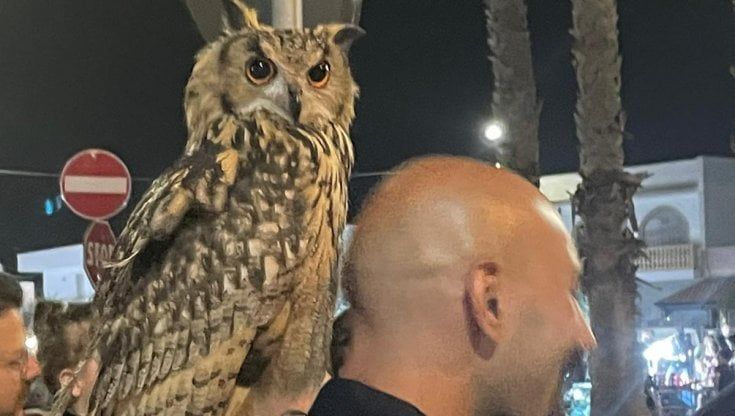 Il gufo Yuna star nel Salento: "Giriamo per strada per una pet therapy a cielo aperto"